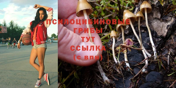 PSILOCYBIN Вяземский